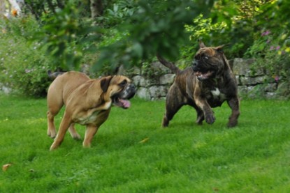 Continental Bulldogs Seeblickbulls Bilderalbum - Schweiz 2012