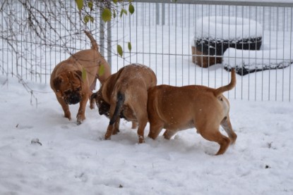 Continental Bulldogs Seeblickbulls Bilderalbum - Charlottes erster Schnee