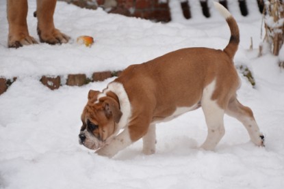 Continental Bulldogs Seeblickbulls Bilderalbum - Charlottes erster Schnee