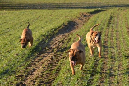 Continental Bulldogs Seeblickbulls Bilderalbum - Charlottes erster Ausflug