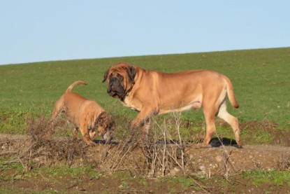Continental Bulldogs Seeblickbulls Bilderalbum - Charlottes erster Ausflug