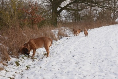 Continental Bulldogs Seeblickbulls Bilderalbum - Bilder vom Winter 2013