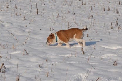 Continental Bulldogs Seeblickbulls Bilderalbum - Bilder vom Winter 2013
