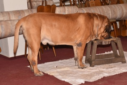 Continental Bulldogs Seeblickbulls Bilderalbum - das erste Halbjahr 2013