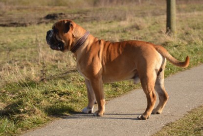 Continental Bulldogs Seeblickbulls Bilderalbum - Bilder vom März 2013