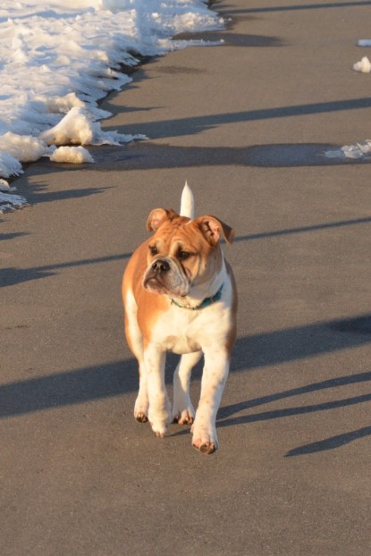 Continental Bulldogs Seeblickbulls Bilderalbum - Bilder vom März 2013