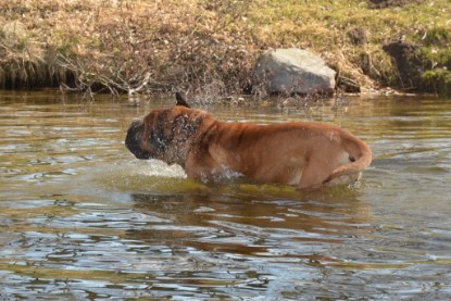 Continental Bulldogs Seeblickbulls Bilderalbum - am See am 15.04.2013