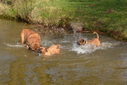 Continental Bulldogs Seeblickbulls Bilderalbum - Ausflüge Ende April 2013