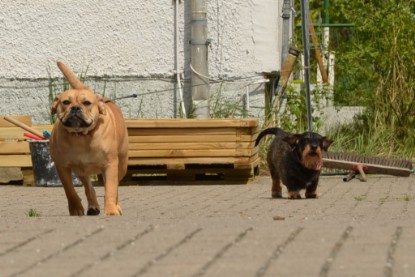 Continental Bulldogs Seeblickbulls Bilderalbum - Seeblickbulls Bertha-Erna zu Besuch