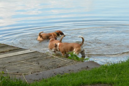 Continental Bulldogs Seeblickbulls Bilderalbum - Bilder vom Mai 2013