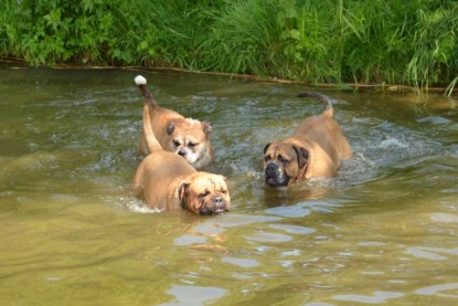 Continental Bulldogs Seeblickbulls Bilderalbum - Bilder vom Mai 2013