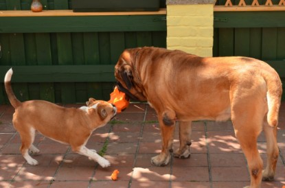 Continental Bulldogs Seeblickbulls Bilderalbum - Bilder vom Juni 2013