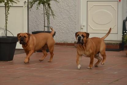 Continental Bulldogs Seeblickbulls Bilderalbum - Bilder vom Juni 2013