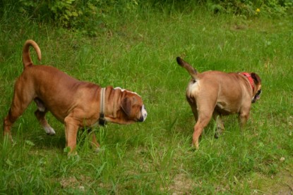 Continental Bulldogs Seeblickbulls Bilderalbum - Besuch bei Manfred