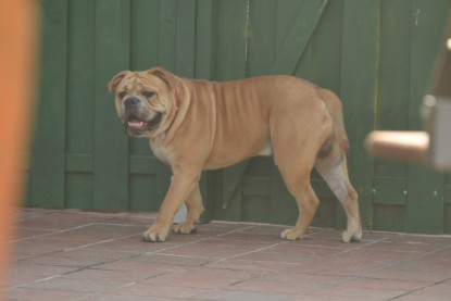 Continental Bulldogs Seeblickbulls Bilderalbum - Bruno zu Besuch