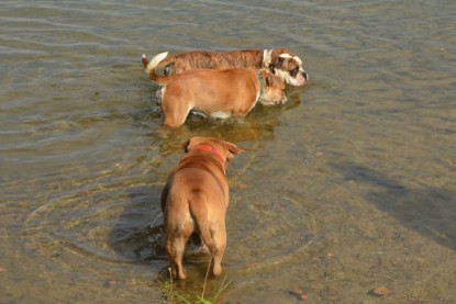 Continental Bulldogs Seeblickbulls Bilderalbum - Bruno zu Besuch