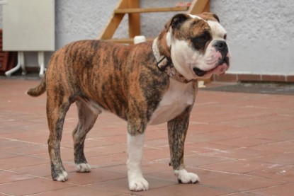 Continental Bulldogs Seeblickbulls Bilderalbum - Günter zu Besuch