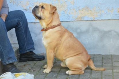Continental Bulldogs Seeblickbulls Bilderalbum - Big Oskar zu Besuch