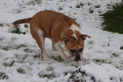 Continental Bulldogs Seeblickbulls Bilderalbum - Winter im Garten