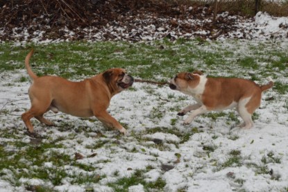 Continental Bulldogs Seeblickbulls Bilderalbum - Winter im Garten