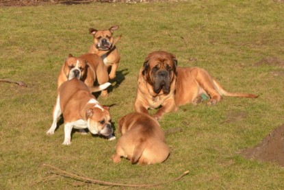 Continental Bulldogs Seeblickbulls Bilderalbum - im Garten am 16. Februar 2014