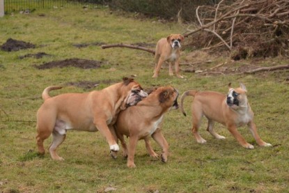 Continental Bulldogs Seeblickbulls Bilderalbum - im Garten am 20. Februar 2014