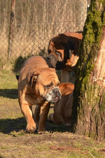 Continental Bulldogs Seeblickbulls Bilderalbum - Februar 2014