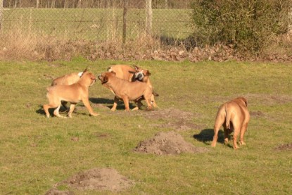 Continental Bulldogs Seeblickbulls Bilderalbum - Februar 2014