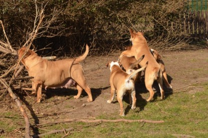 Seeblickbulls Hundis im Garten am 8. und 23. März 2014