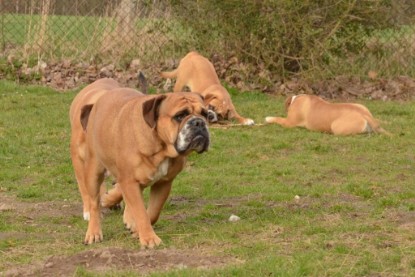 Seeblickbulls Hundis im Garten am 8. und 23. März 2014