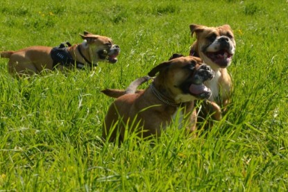 Continental Bulldogs Seeblickbulls Bilderalbum - De Paul zu Besuch