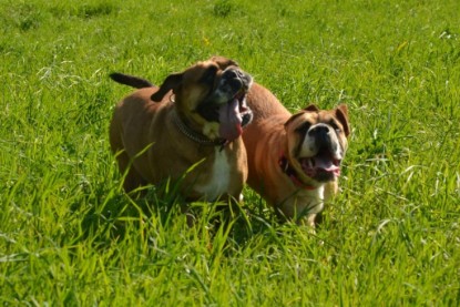 Continental Bulldogs Seeblickbulls Bilderalbum - De Paul zu Besuch