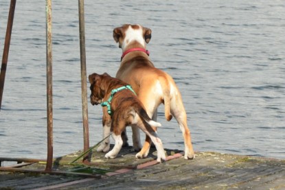 Continental Bulldogs Seeblickbulls Bilderalbum - Frauke im See
