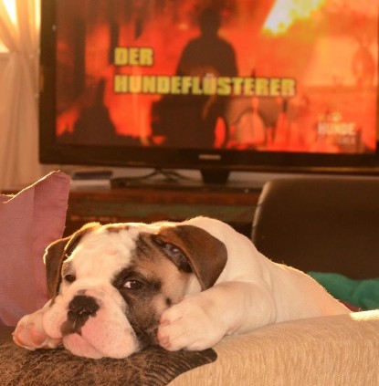 Continental Bulldogs Seeblickbulls Bilderalbum - Schnappschüsse 2014