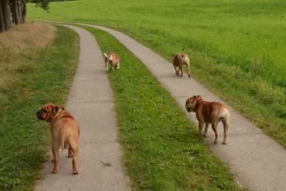 Continental Bulldogs Seeblickbulls Bilderalbum - Asgard zu Besuch