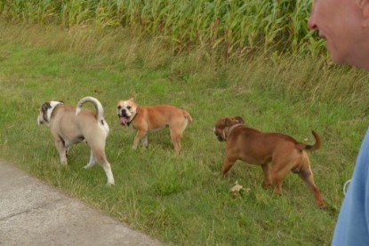 Continental Bulldogs Seeblickbulls Bilderalbum - Ausflug mit Dante