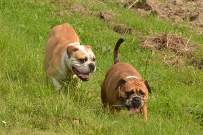 Continental Bulldogs Seeblickbulls Bilderalbum - Barney zu Besuch