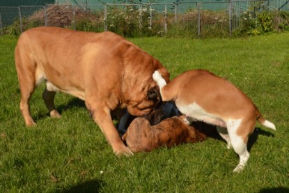 Continental Bulldogs Seeblickbulls Bilderalbum - Fiete zu Besuch