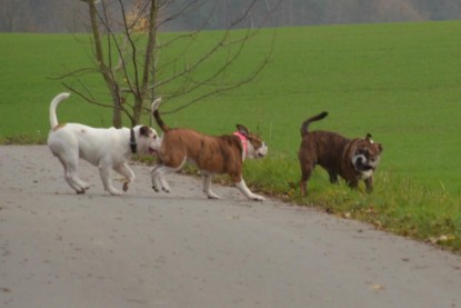 Continental Bulldogs Seeblickbulls Bilderalbum - Finn zu Besuch