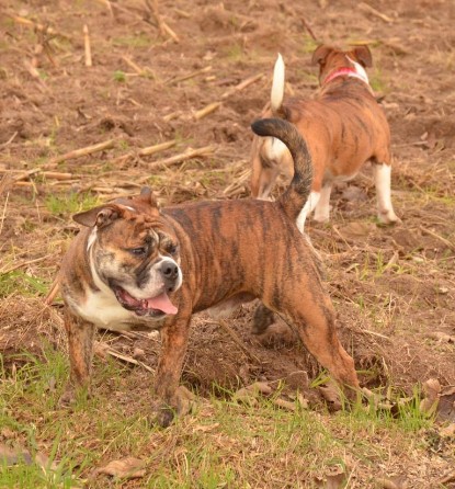 Continental Bulldogs Seeblickbulls Bilderalbum - Finn zu Besuch