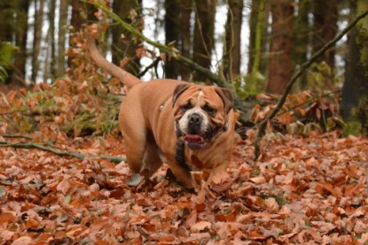 Continental Bulldogs Seeblickbulls Bilderalbum - Waldwanderung