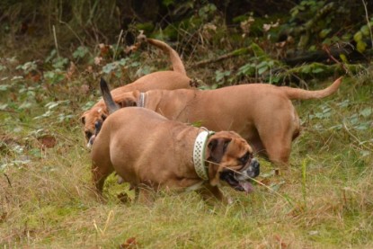 Continental Bulldogs Seeblickbulls Bilderalbum - Waldwanderung