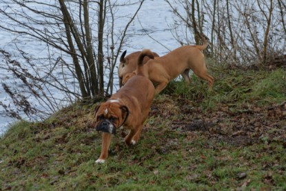 Continental Bulldogs Seeblickbulls Bilderalbum - mit Lehmann und Paul am See