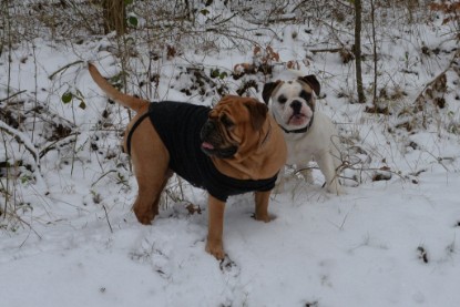 Continental Bulldogs Seeblickbulls Bilderalbum - Februar 2015