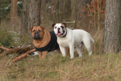 Continental Bulldogs Seeblickbulls Bilderalbum - Februar 2015