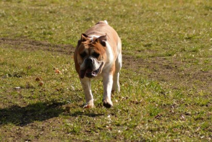 Continental Bulldogs Seeblickbulls Bilderalbum - 22. März 2015