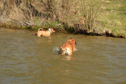 Continental Bulldogs Seeblickbulls Bilderalbum - am See