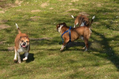 Continental Bulldogs Seeblickbulls Bilderalbum - First Milow zu Besuch