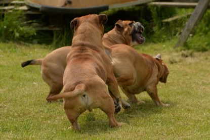 Continental Bulldogs Seeblickbulls Bilderalbum - 31.05.2015 im Garten