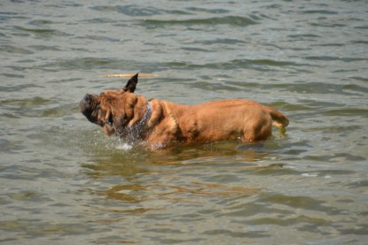 Continental Bulldogs Seeblickbulls Bilderalbum - am See am 15.07.15